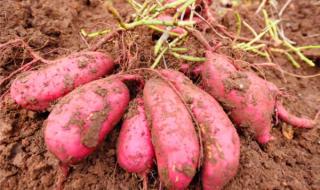 地瓜去皮可以保存多久 红薯可以放多久
